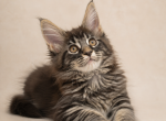 Distinctive European Black Tabby Maine Coon Boy - Maine Coon Kitten For Sale - FL&comma; US