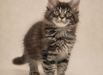 Distinctive European Black Tabby Maine Coon Boy - Maine Coon Kitten For Sale - 