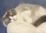 Rollin On The River proven Queen - Ragdoll Cat For Sale - 