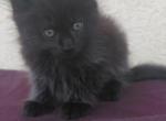 Old Blood European BlackSolid Maine Coon Kitten - Maine Coon Kitten For Sale - 