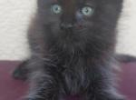 Old Blood European BlackSolid Maine Coon Kitten - Maine Coon Kitten For Sale - FL&comma; US