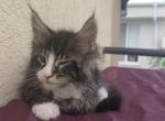 Striking European Black Tabby with White MaineCoon - Maine Coon Kitten For Sale - 