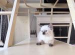 Siamese Kittens - Siamese Kitten For Sale - MA&comma; US