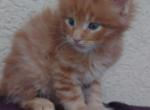 Rusty Classic Red European Maine Coon Kitten - Maine Coon Kitten For Sale - FL&comma; US
