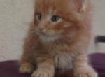 Rusty Classic Red European Maine Coon Kitten - Maine Coon Kitten For Sale - 