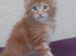 Meet Sunny Classic European Type Maine Coon Boy - Maine Coon Kitten For Sale - FL&comma; US