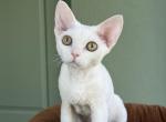 White Devon Rex - Devon Rex Kitten For Sale - Hollywood&comma; FL&comma; US