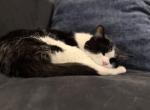 Wiscy - American Shorthair Cat For Adoption - Sun Prairie&comma; WI&comma; US