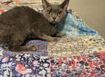 Lola - Devon Rex Cat For Sale - Lynchburg&comma; VA&comma; US