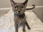 Blue - Devon Rex Kitten For Sale - 