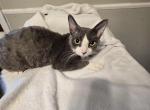 oreo - Devon Rex Cat For Sale - 