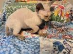 Ellie - Devon Rex Kitten For Sale - Lynchburg&comma; VA&comma; US