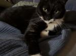 Harvey - American Shorthair Cat For Sale - Sun Prairie&comma; WI&comma; US