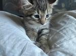 Cooter - Savannah Kitten For Sale - 