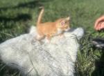 Boots - Savannah Kitten For Sale - UT&comma; US