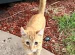 Sunkist - Savannah Kitten For Sale - UT&comma; US