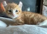 Socks - Savannah Kitten For Sale - UT&comma; US