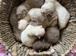 Meeko Nutty Litter - Ragdoll Kitten For Sale - FL&comma; US