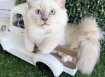 Gelato - Ragdoll Kitten For Sale - FL&comma; US