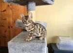 Cucu - Bengal Kitten For Sale - West Covina&comma; CA&comma; US