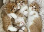 Loving Exotic shorthair and longhair kittens - Exotic Kitten For Sale - Harrisburg&comma; PA&comma; US