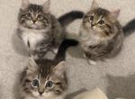 British long hair Ragdoll mix - Ragdoll Kitten For Sale - FL&comma; US