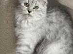 Luna - Brazilian Shorthair Kitten For Sale - 