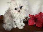 Quin Persian Female Kittens - Persian Kitten For Sale - Tampa&comma; FL&comma; US