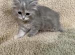 Blue Amber Classic Torbie Karpati Pink Female - Siberian Kitten For Sale - 