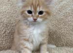 Red Amber Mackerel Tabby White Lime Male Kitten - Siberian Kitten For Sale - 