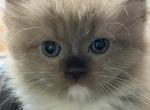 Nikki - Ragdoll Kitten For Sale - Ocala&comma; FL&comma; US