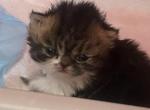 Tabby Boy&lowbar;Currently 2 weeks old - Persian Kitten For Sale - Chowchilla&comma; CA&comma; US