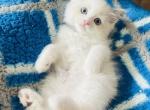 Male litter x 5 - Ragdoll Kitten For Sale - Saint Clair&comma; MI&comma; US