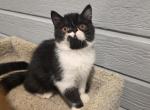 Domino - Exotic Kitten For Sale - Fair Oaks&comma; CA&comma; US