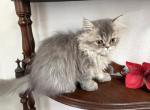 Lusy kitten - Persian Kitten For Sale - Tampa&comma; FL&comma; US