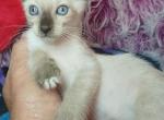 Mandy a girl Snowshoe Siamese - Snowshoe Kitten For Sale - Robertsdale&comma; AL&comma; US