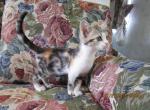 Calico and tuxedo kittens - American Shorthair Kitten For Sale - Corydon&comma; IN&comma; US