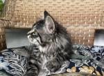 Missy - Siberian Kitten For Sale - Winchester&comma; VA&comma; US
