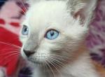 Zoe a girl Lilac Point Siamese - Siamese Kitten For Sale - 