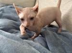 Alvin - Sphynx Kitten For Sale - 