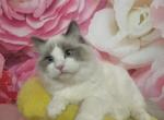 Ragdolls Nursery - Ragdoll Kitten For Sale - New York&comma; NY&comma; US