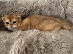 Frida - Scottish Fold Kitten For Sale - 