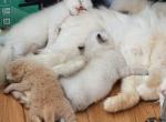Gorgeous kittens - British Shorthair Kitten For Sale - Brooklyn&comma; NY&comma; US