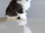 Oreo - Exotic Kitten For Sale - 