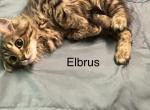 Rocky - Siberian Kitten For Sale - Douglas&comma; MA&comma; US