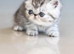 Lulu - Exotic Kitten For Sale - Fort Lauderdale&comma; FL&comma; US