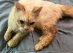 Buttercup - Siberian Kitten For Sale - Douglas&comma; MA&comma; US