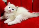Camellia - Ragdoll Kitten For Sale - Monrovia&comma; CA&comma; US