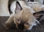 Emerald boy - Ragdoll Kitten For Sale - Phoenix&comma; AZ&comma; US