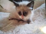 Chester - Ragdoll Kitten For Sale - Meshoppen&comma; PA&comma; US